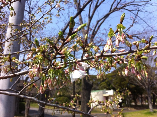 桜まつりイベント詳細!!_f0229750_16563639.jpg