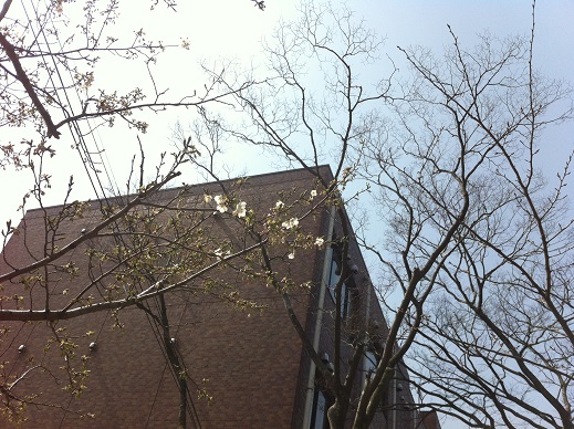 桜まつりイベント詳細!!_f0229750_16565220.jpg