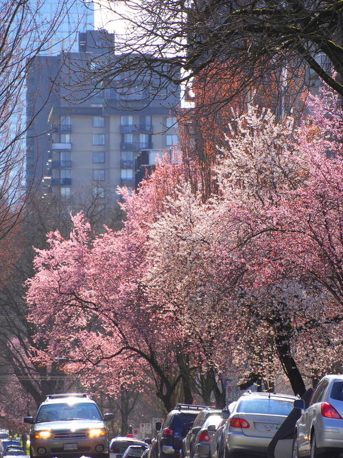 桜の花の前に チェリープラム 花散歩写真 In Vancouver