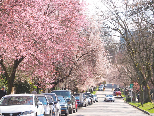 桜の花の前に　チェリープラム_f0287251_1252728.jpg