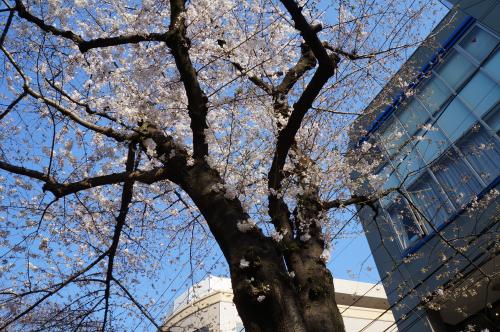 自由が丘の桜♪_c0206352_22395042.jpg