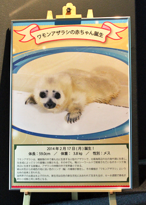 春のアザラシ行脚 鴨川シーワールド Happyあざらしblog 晴れ晴れ