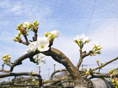 熊本梨　本藤果樹園　2014年開花宣言！_a0254656_17142573.jpg