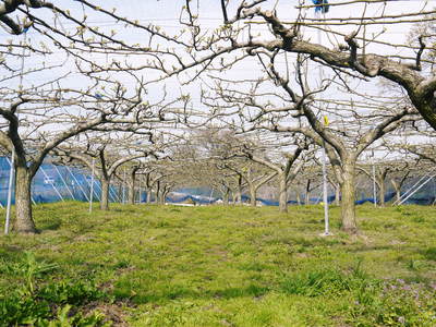 熊本梨　本藤果樹園　2014年開花宣言！_a0254656_1831064.jpg