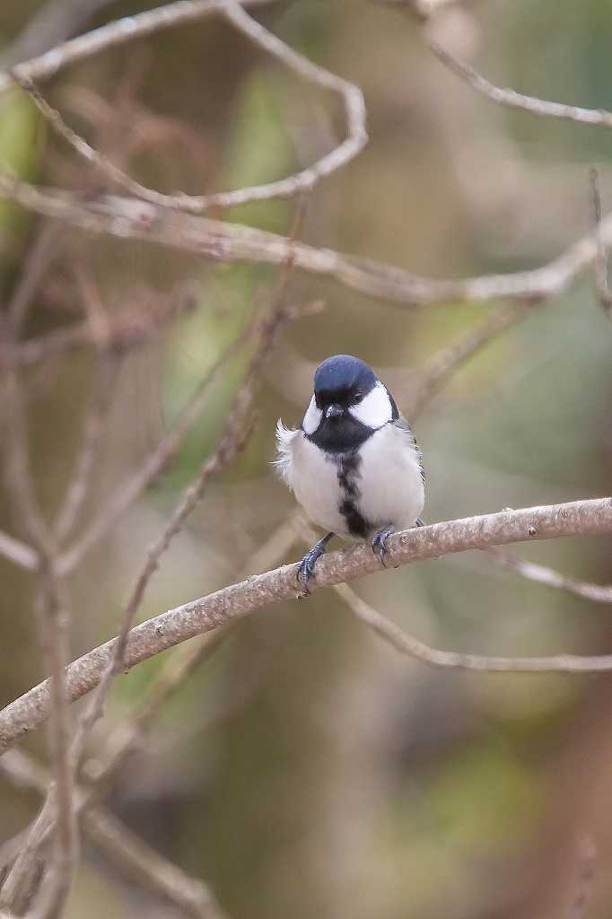 西湖野鳥公園にいたアトリ_f0044056_07583707.jpg