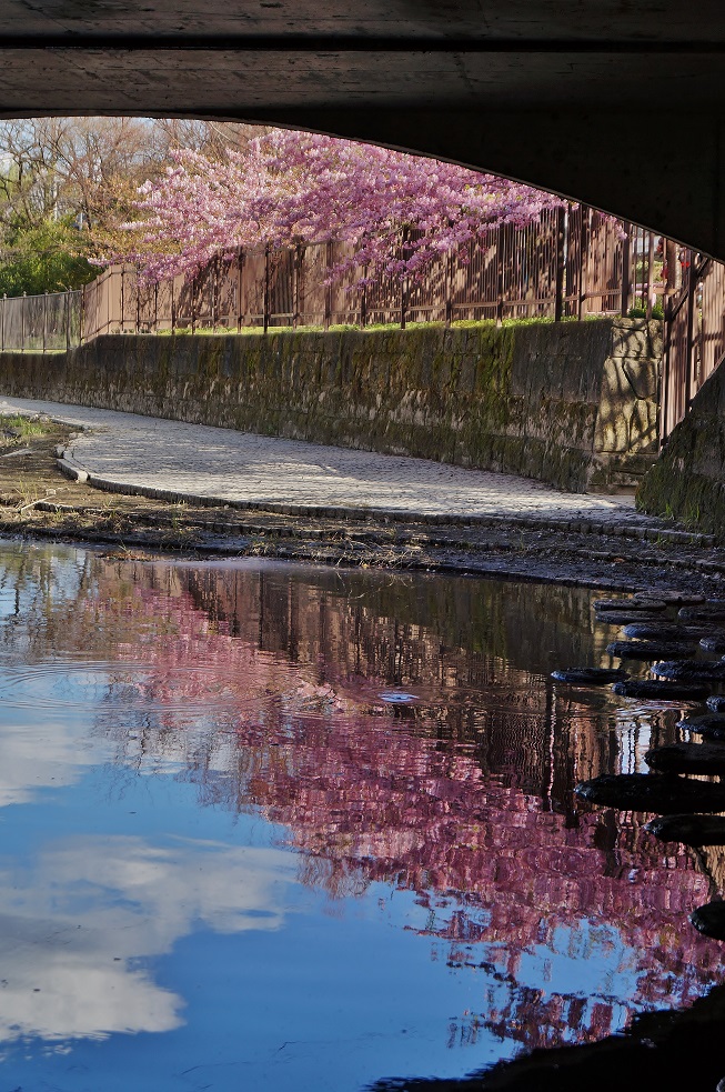 淀水路の河津桜　2014_b0063958_205992.jpg