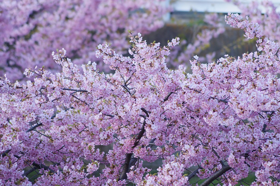 淀水路の河津桜　2014_b0063958_2113843.jpg