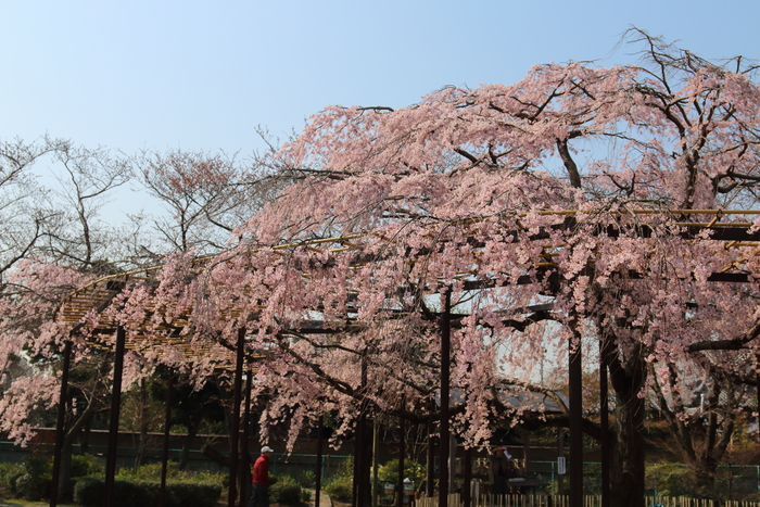 ご近所のお寺さんの枝垂桜満開♪_d0152261_23334462.jpg