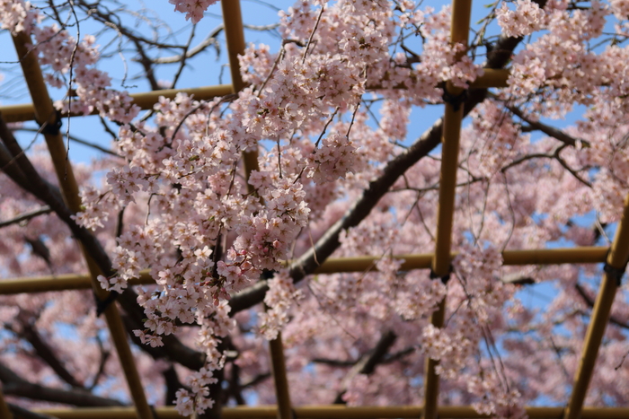 ご近所のお寺さんの枝垂桜満開♪_d0152261_2337361.jpg