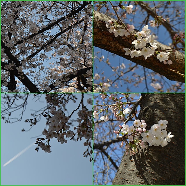 桜　桜_b0089062_229550.jpg