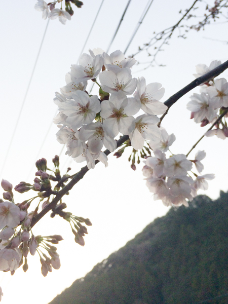 今日の桜_d0068664_22581793.jpg