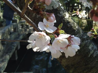 昨日の夕陽と今日の空と桜や_e0136066_22365781.jpg