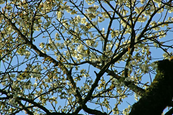 六国見山のシンボルツリー夫婦桜満開 見頃は週明けまでか 北鎌倉湧水ネットワーク