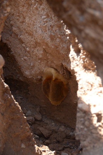 e0066474_30452.jpg