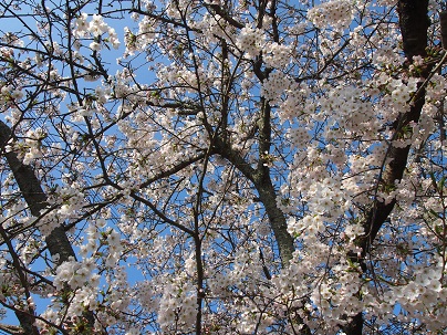 桜_c0183878_10552082.jpg