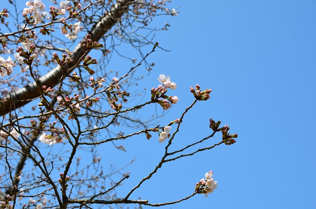 2014年3月28日　【桜　開花宣言】_a0185880_17311912.jpg