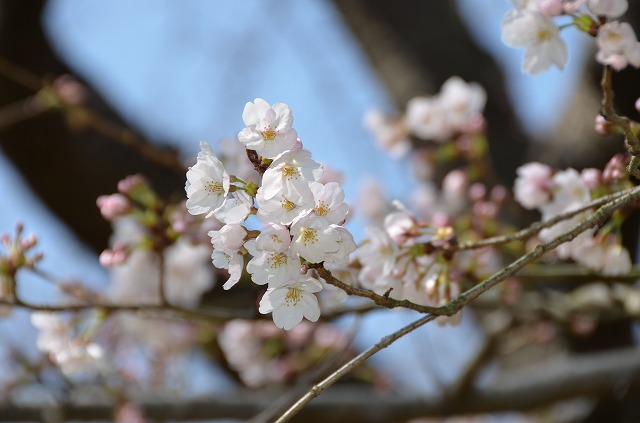 2014年3月28日　【桜　開花宣言】_a0185880_17335648.jpg