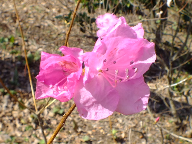 e0145782_17281646.jpg