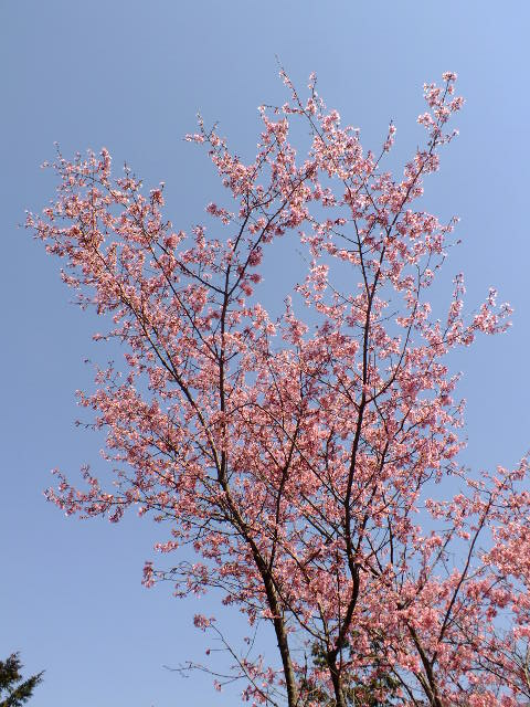 e0145782_17313735.jpg
