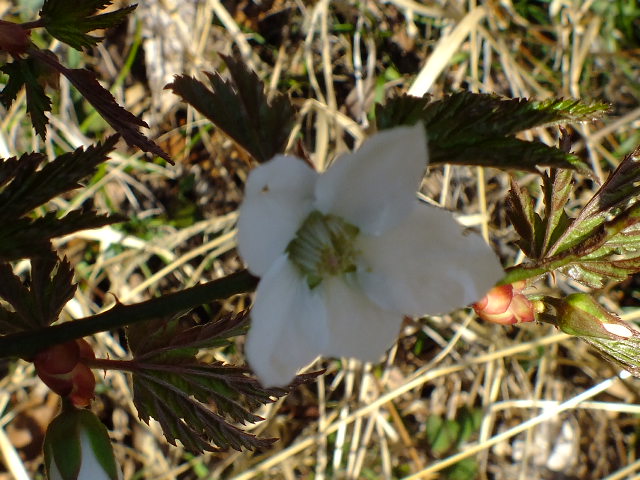 e0145782_17342489.jpg