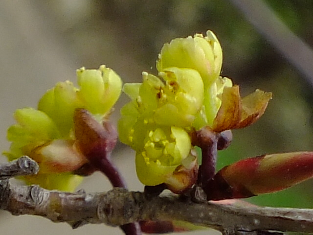 e0145782_17381985.jpg