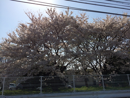 桜三月散歩道_c0214089_15591916.jpg