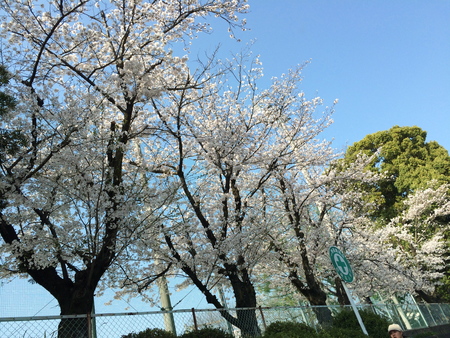 桜三月散歩道_c0214089_1612171.jpg