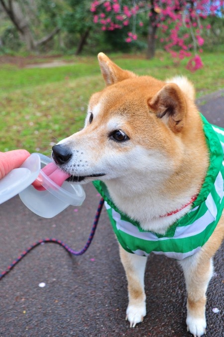 春の扉が開いたよ_a0126590_738344.jpg