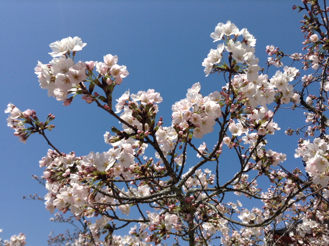 桜の季節に突然なりました～～_a0233991_21364232.jpg