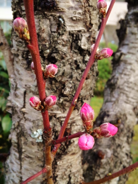 桜の開花発表されたけど・・・来週かなぁ？_b0307692_17303912.jpg