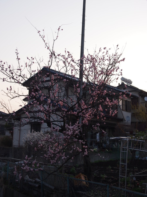 a0300098_1746613.jpg