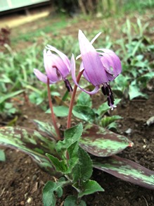 花散らしの雨_c0117898_20311810.jpg