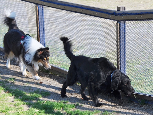 お里帰り & ポニワンさん　_f0176499_00470168.jpg