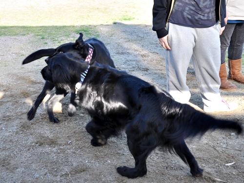 お里帰り & ポニワンさん　_f0176499_00471127.jpg