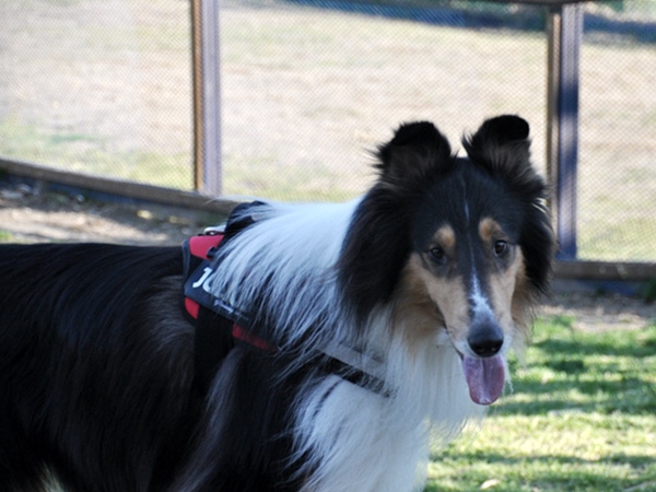 お里帰り & ポニワンさん　_f0176499_00480525.jpg