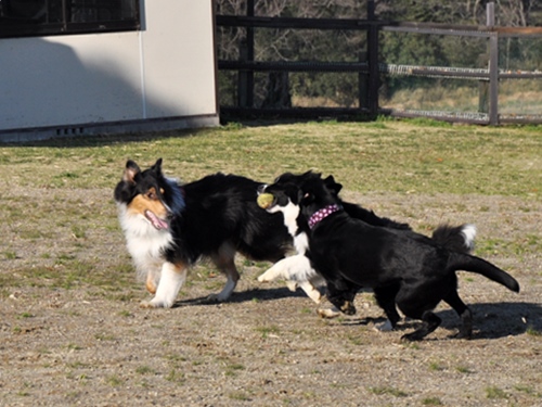 お里帰り & ポニワンさん　_f0176499_00481368.jpg