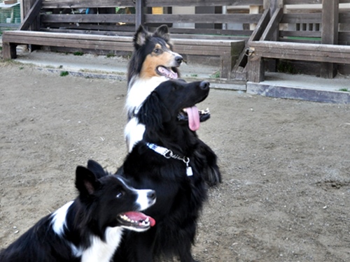 お里帰り & ポニワンさん　_f0176499_00482334.jpg