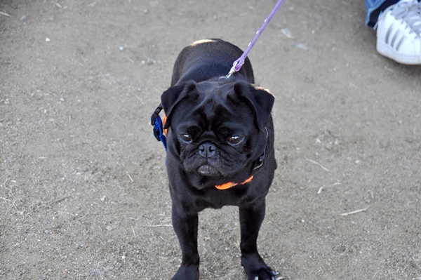 お里帰り & ポニワンさん　_f0176499_00484715.jpg