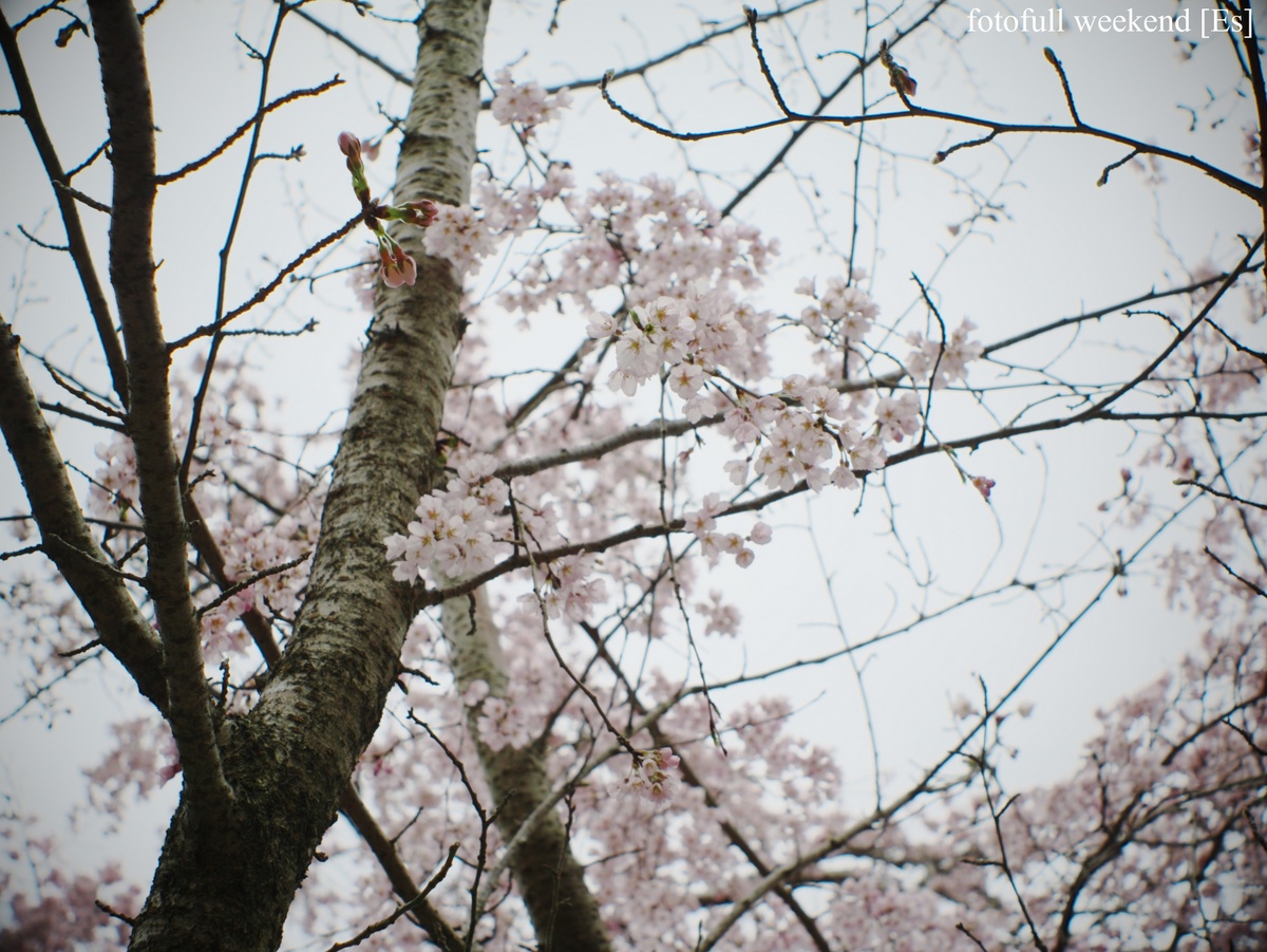 地元で桜めぐり ～ 天野山金剛寺 ①_b0138101_2023862.jpg