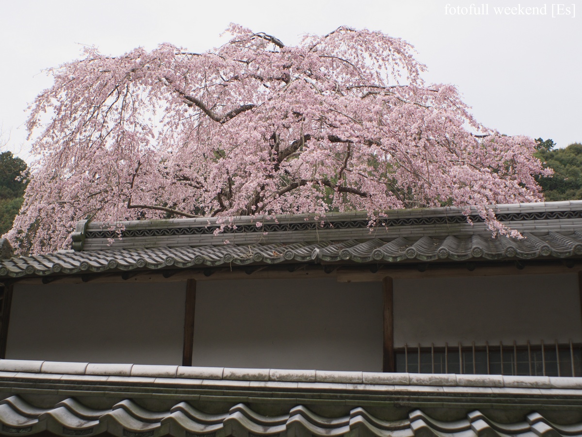 地元で桜めぐり ～ 天野山金剛寺 ①_b0138101_203212.jpg