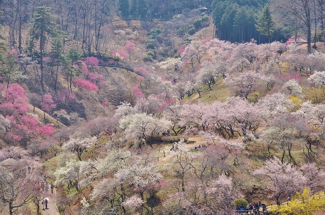 吉野梅郷  見納めの春_a0169902_0184626.jpg