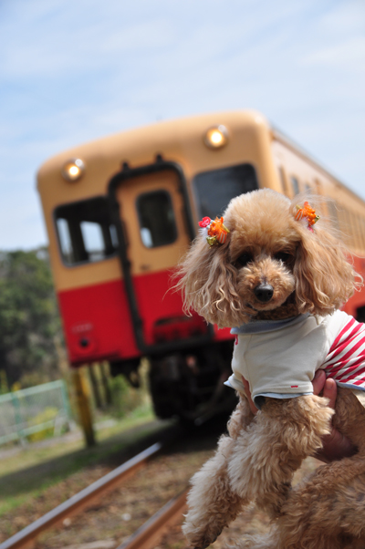 小湊鉄道・菜の花の旅2014♪　その1_b0172702_1901266.jpg