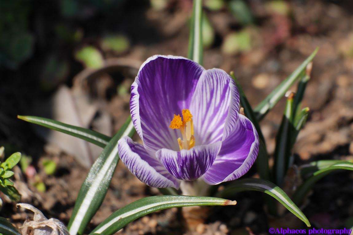 2014年3月22日　LUMIX G X 45-175mm_a0060403_6312059.jpg