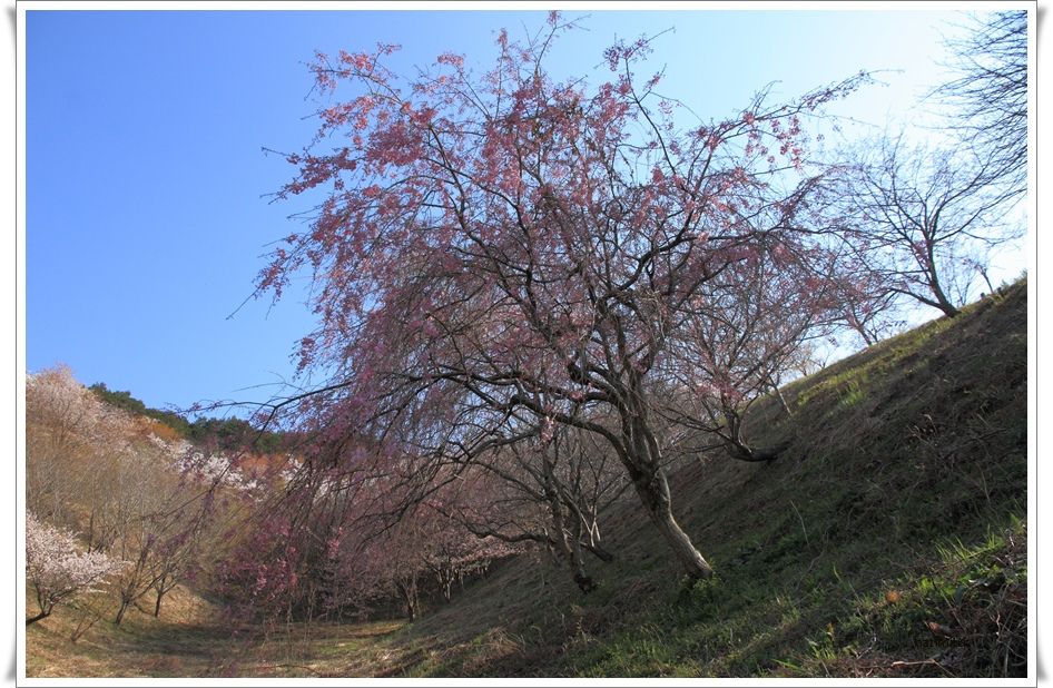 愛南の桜2014②_a0057905_15395088.jpg