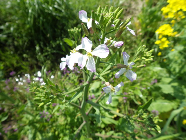 c0280206_8311178.jpg