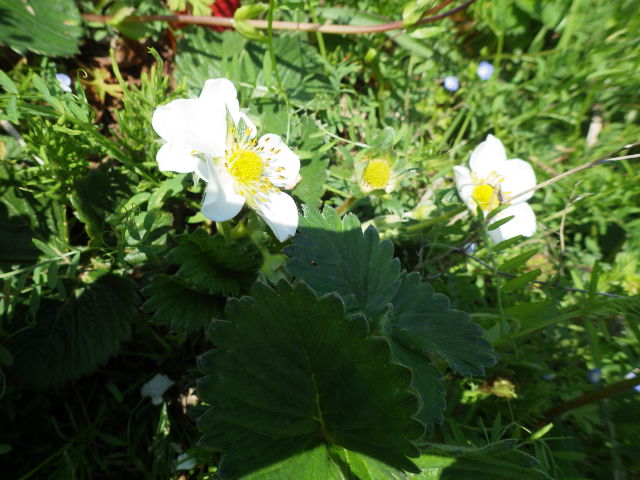 c0280206_8341556.jpg