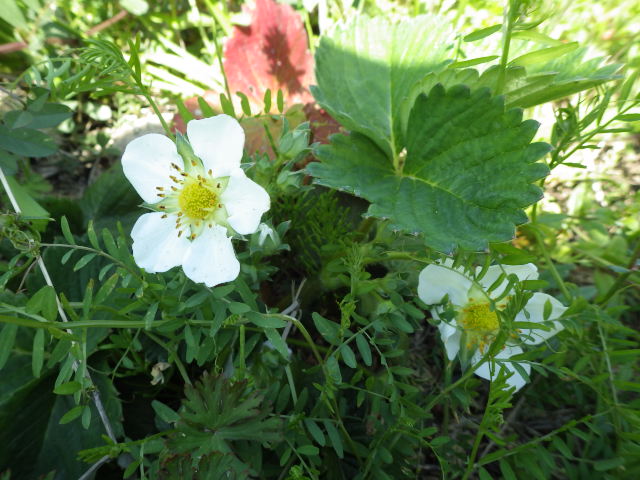 c0280206_8342512.jpg
