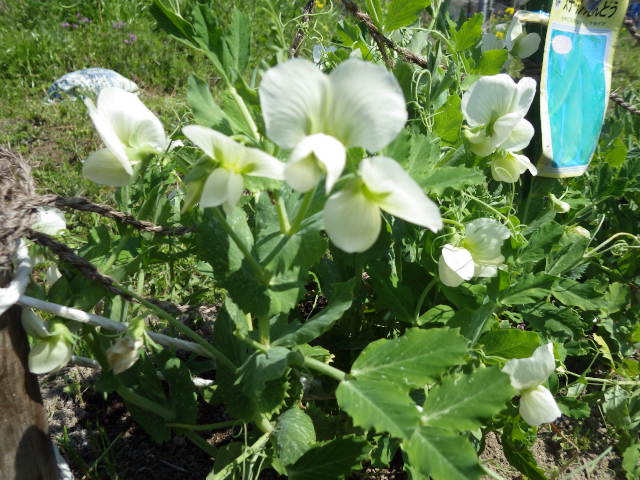 c0280206_8372410.jpg