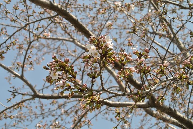 桜君が　咲いてきましたよー_f0179209_931167.jpg