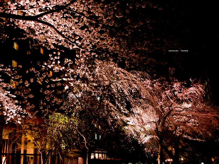 夜桜1_b0025511_23112345.jpg